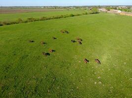 Grazing horses on the field. Shooting horses from quadrocopter. Pasture for horses. photo
