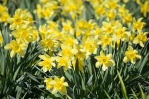 Blooming buds of daffodils in flower bed. photo