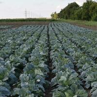 The cabbage field photo