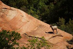 Rocky Mountain sheep photo