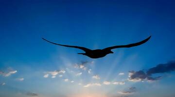 Silouette of tern above the Caribbean Sea off Aruba photo