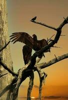 Turkey vulture spreading wings photo