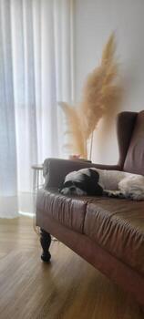 Doggy Affection in Luxurious Home  Purchase this charming image of a puppy relaxing on a leather sofa, adding warmth and style to your projects photo