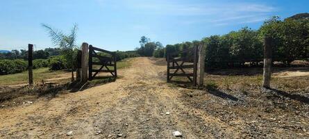 puerta a salvaje naturaleza acogedor abierto granja puerta, atractivo usted a explorar el intacto belleza. un escena de libertad y tranquilidad. foto