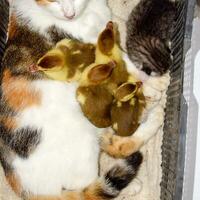 Cat in a basket with kitten and receiving musk duck ducklings. Cat foster mother for the ducklings photo