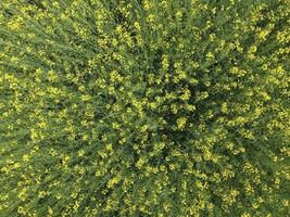 Field of flowering rape. Top view from the drone. Rape, a sydera photo