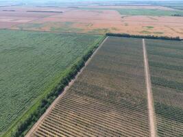 Top view of the garden of dwarf apple trees photo