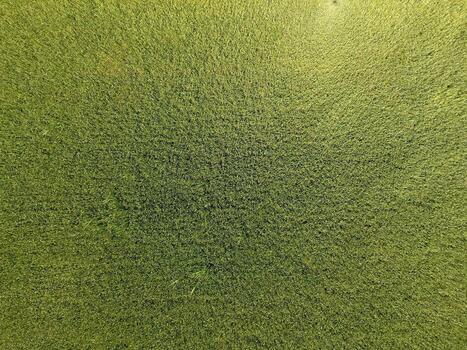 Green wheat in the field, top view with a drone. Texture of wheat green background. photo
