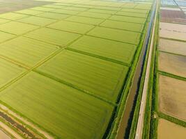 The rice fields are flooded with water. Flooded rice paddies. Agronomic methods of growing rice in the fields. photo
