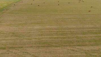 Bales of hay in the field. Harvesting hay for livestock feed. Landscape field with hay photo