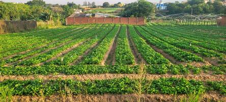 explorar el frescura de naturaleza el imagen de el rural jardín con plantado lechugas ofertas vitalidad y pureza. comprar eso ahora y traer orgánico belleza a tu proyectos foto