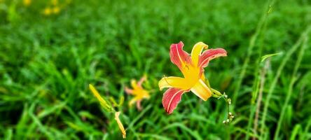 Be enchanted by the exuberance of a green garden, where a vibrant yellow flower steals the show. An image that inspires freshness and vitality. Get that touch of nature now photo