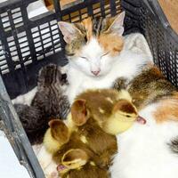 Cat in a basket with kitten and receiving musk duck ducklings. Cat foster mother for the ducklings photo