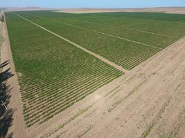 Grape orchards bird's-eye view. Vine rows. Top view of the garden photo