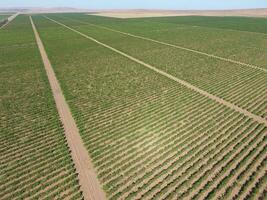 Grape orchards bird's-eye view. Vine rows. Top view of the garden photo