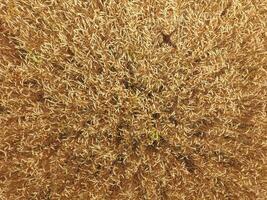field of wheat, a top view photo