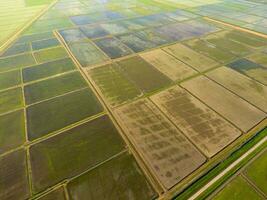 The rice fields are flooded with water. Flooded rice paddies. Agronomic methods of growing rice in the fields. photo