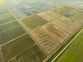 The rice fields are flooded with water. Flooded rice paddies. Agronomic methods of growing rice in the fields. photo