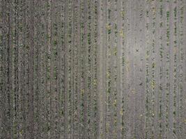 plántulas de maíz. campo de joven maíz. dispara de maíz en el campo. forraje maíz para ensilaje. foto