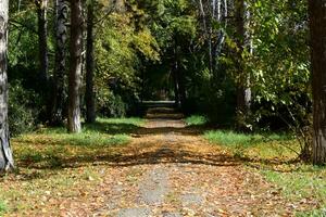 Collection of Beautiful Colorful Autumn Leaves photo