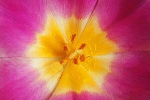 Pink tulip flowers photo