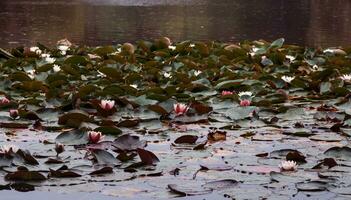 water lillies on pond photo