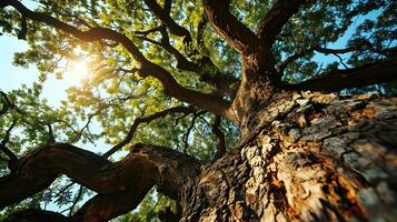 ai generado mirando arriba a el majestuoso pabellón de un roble árbol foto