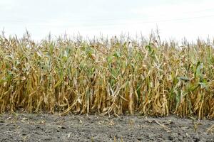 Ripened corn on the field. Almost dry stems of corn. photo