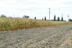 Ripened corn on the field. Almost dry stems of corn. photo