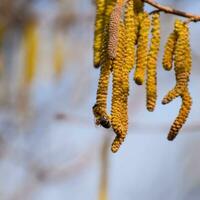 Pollination by bees earrings hazelnut. Flowering hazel hazelnut. photo