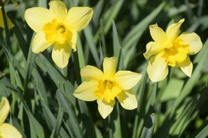 Blooming buds of daffodils in flower bed. photo