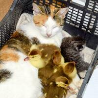 Cat foster mother for the ducklings photo