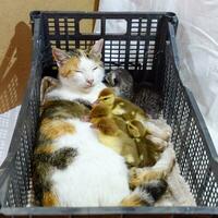 Cat foster mother for the ducklings photo