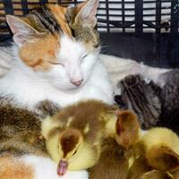 Cat foster mother for the ducklings photo