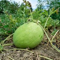 Watermelon with light and thick skin for good transportability photo