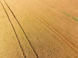 field of wheat, a top view photo
