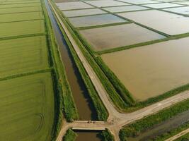 The rice fields are flooded with water. Flooded rice paddies. Agronomic methods of growing rice in the fields. photo