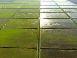 The rice fields are flooded with water. Flooded rice paddies. Agronomic methods of growing rice in the fields. photo