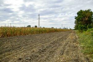 madurado maíz en el campo. casi seco tallos de maíz. foto
