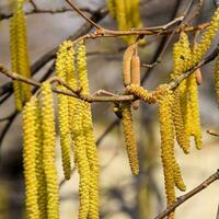 Flowering hazel hazelnut. Hazel catkins on branches. photo