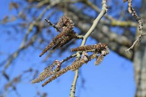 Earrings flowering silver poplar. Flowering poplar photo