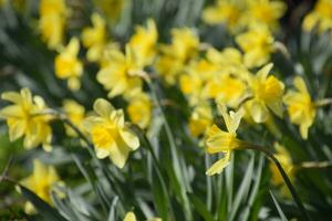 Blooming buds of daffodils in flower bed. photo