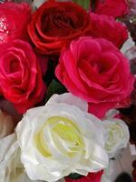 roses flower blooming beauty nature and soft blur photo