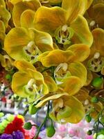 orchids flower blooming beauty nature colorful soft blur photo