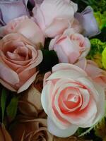 roses flower blooming beauty nature and soft blur photo