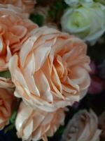 roses flower blooming beauty nature and soft blur photo