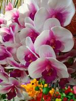 orchids flower blooming beauty nature colorful soft blur photo