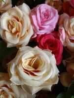 roses flower blooming beauty nature and soft blur photo