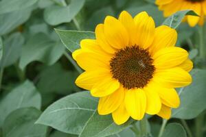 sunflower blooming and bee beauty natur photo