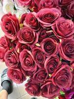 rosas flor floreciente belleza naturaleza y suave difuminar foto